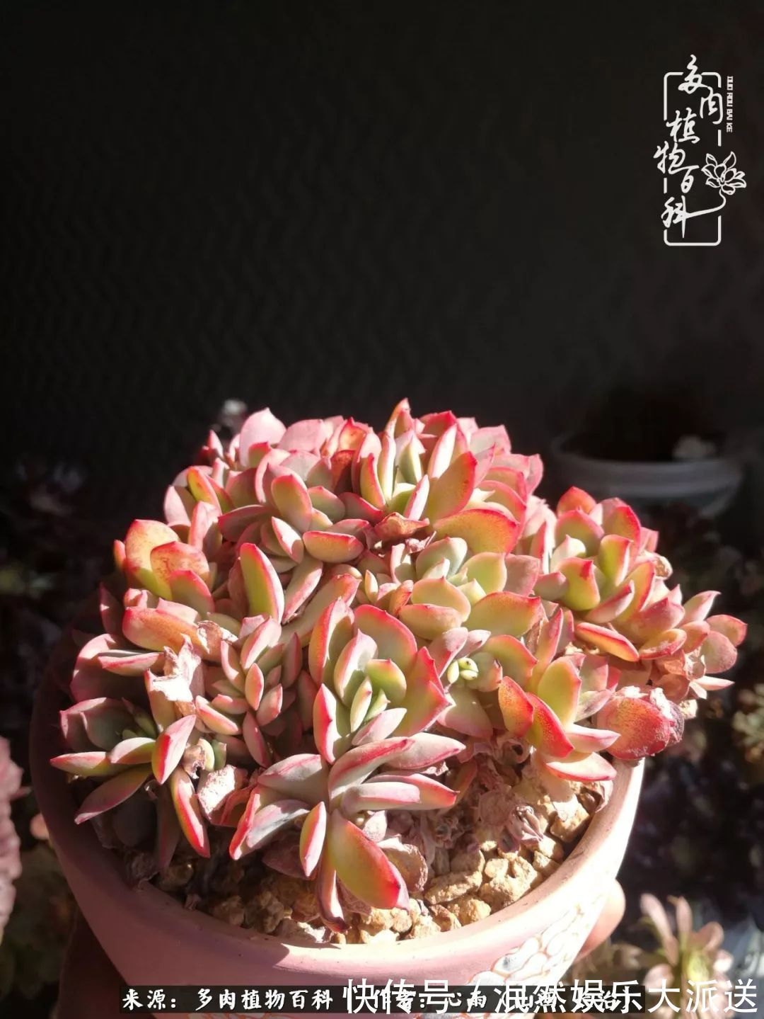 蚧壳虫|为肉痴狂!多肉植物也会用最美的容颜报答我们的勤劳付出!