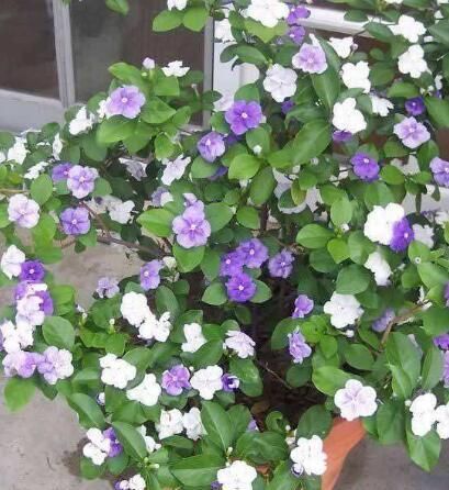 养双色茉莉,做好“3件小事”,一棵开100朵,连续开花,又香又美