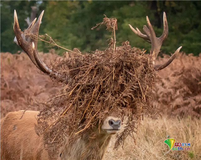 发型|小动物时尚“洗剪吹”造型令人捧腹大笑