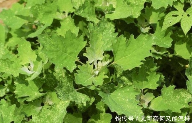如果想要补钙,吃这种野菜就够了,不用花钱而且营养丰富