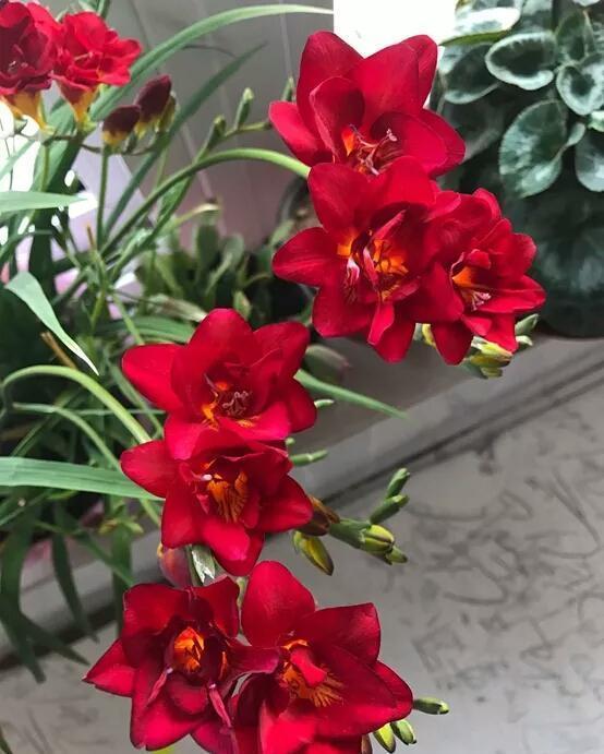 花芽|公认“好养”的3种花，适合现在养，稍加养护就能接二连三开花