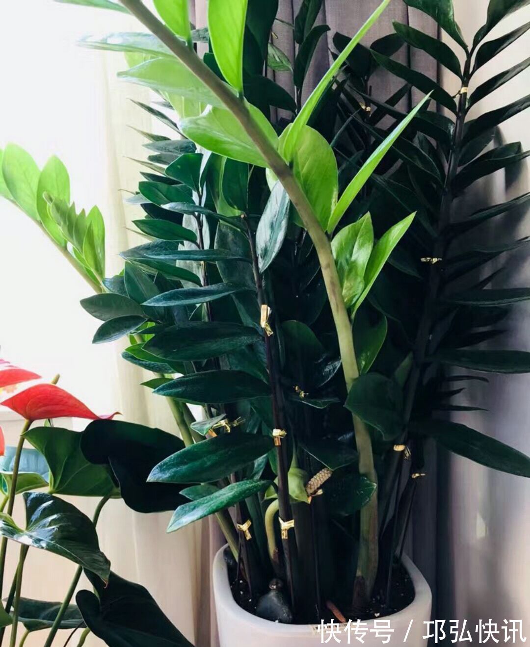 金钱树怎么浇水按照3种方式浇水，金钱树长势旺不黄叶掉叶