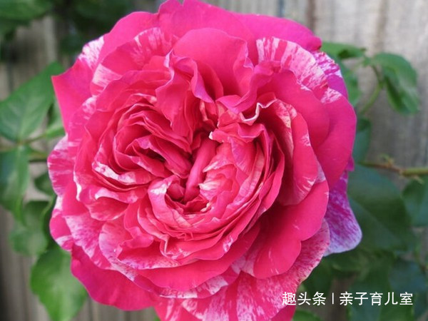 喜欢玫瑰，就养盆“高档玫瑰”萨斯特雷，红艳欲滴，富贵华美！
