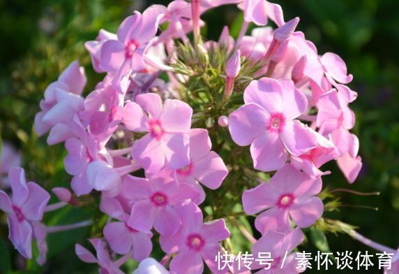 “珍品玫瑰”永远的莫斯科,花色红艳,优雅醉人,堪称养花首选