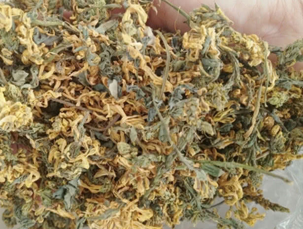 石生|一种野草它根部含有“黄金”,若遇见请保护好,目前能卖千元一斤