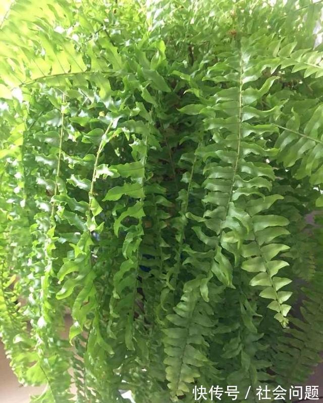 清新|卫生间异味大，放3种小盆栽，耐阴好养，空气清新