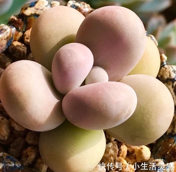 阳台养多肉的经验,这5点掌握了,或许在阳台一样养出极品多肉!