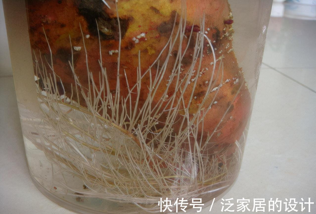 红薯还能这样玩,简单好养,一个月变盆景,生机盎然