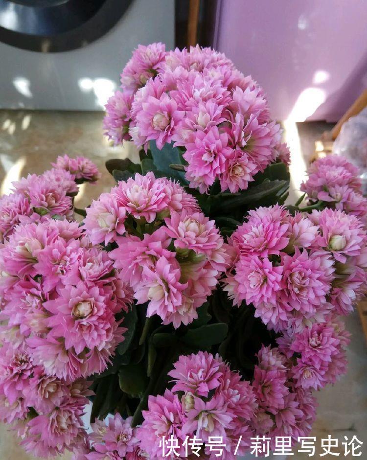  养爆|养花就选4种花，不怕热、不怕冷，开花漂亮花期长，轻松养爆盆！