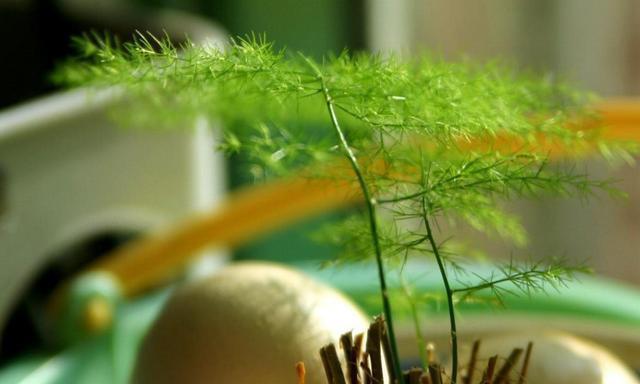 养殖|家庭养殖文竹只要做到此4点,新手也可以养的很茂盛