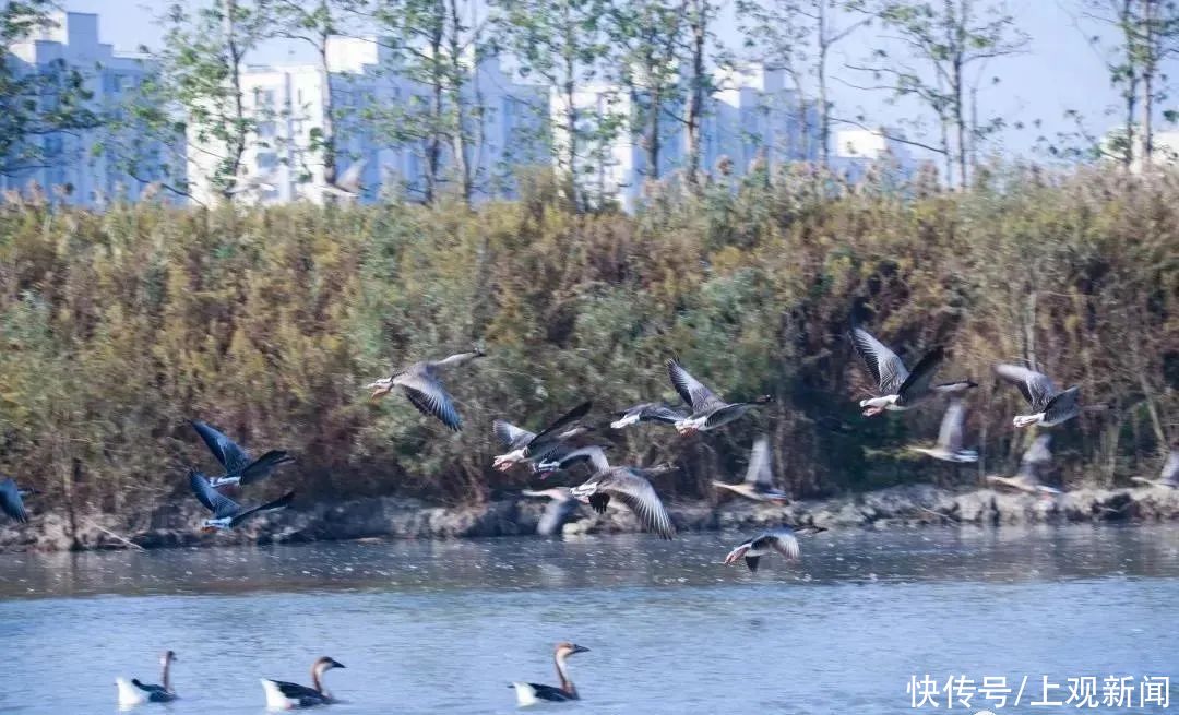 仙气十足！青浦这座超大湿地岛屿庄园你来过吗？