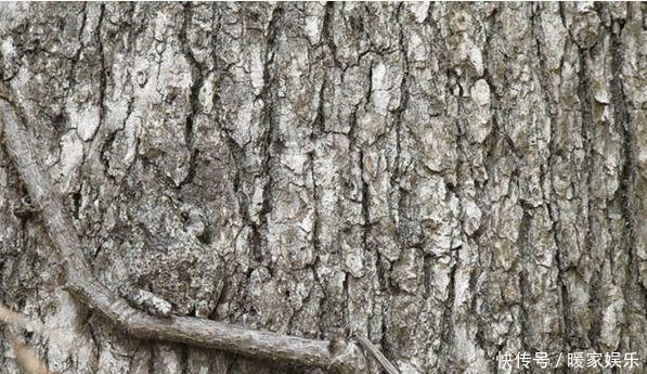 老年痴呆经典测试30秒内找到图中的青蛙,说明大脑还很年轻