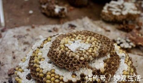 蜂蛹|此物被称为“抗癌克星”,常吃癌症远离你,很多人还不知