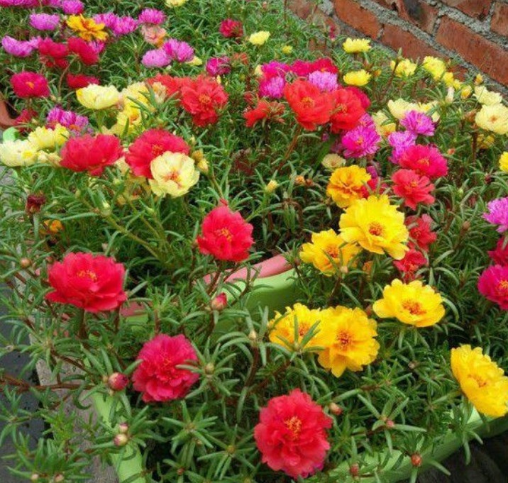 5种小众花，特别受大家喜爱，开花多、花期长，仙气十足！