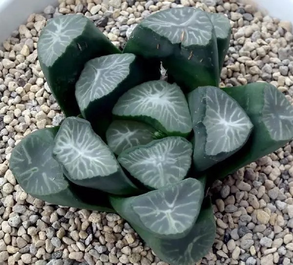 名贵植物排行,令人大开眼界!