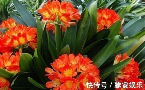 秋天|养君子兰就像“种白菜”狂长叶不开花,3个解密,开花几十年