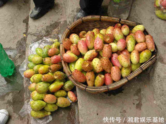 仙人果|30年的仙人掌长成“仙人树”,霸气侧漏,多少钱也不卖