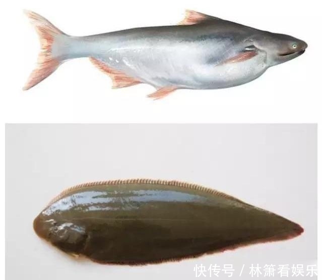 沙鱼|龙利鱼还是巴沙鱼,面对超市这种鱼块儿,别再傻傻分不清楚