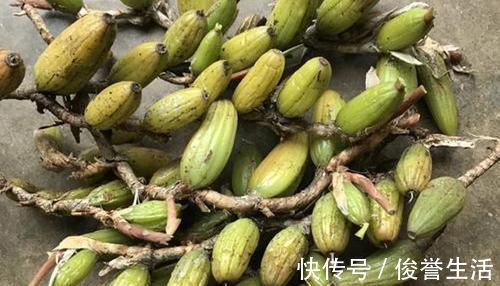 野生|石头上生长的野果，100元一斤可用来煲汤，野外遇到就赚到了