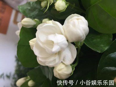 5月22日开始,养花试试这几款,开花幽香暗淡,家里养着上档次!