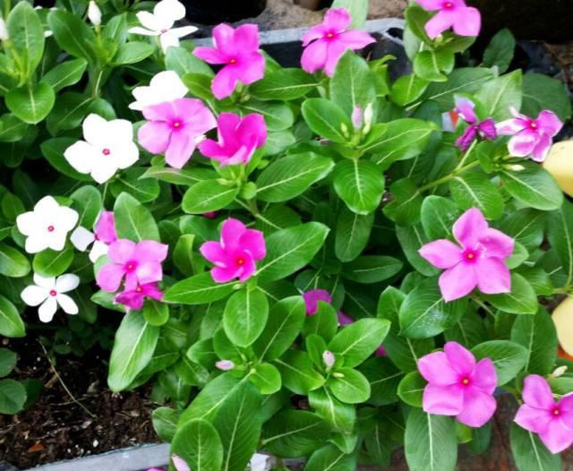 养花技巧粗生粗养也能四季开花！少养1种都觉得亏了