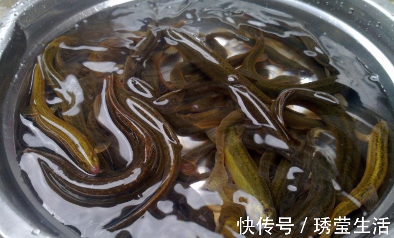 健康|泥鳅下锅之前要不要掏内脏多数人不懂,为了家人健康,别再乱吃
