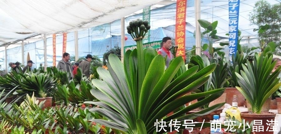 花卉市场“套路深”,这3种花万万不要买,不然会吃“闷亏”