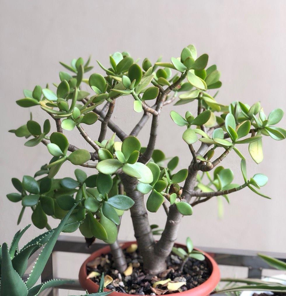 玉树|养好玉树,记住4句话,枝子多杆子壮,变成造型美美哒老桩