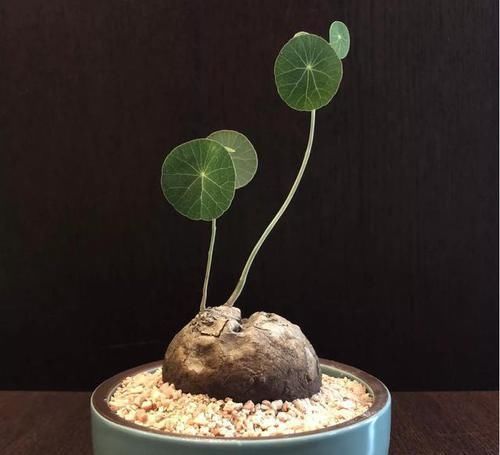 养盆“山乌龟”,长满铜钱叶,一活几百年,送走几代人