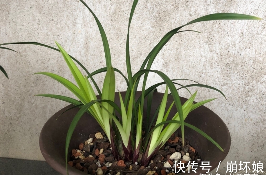 兰花发新苗正当时,不要“好心办坏事”,避免新苗夭折,乐极生悲