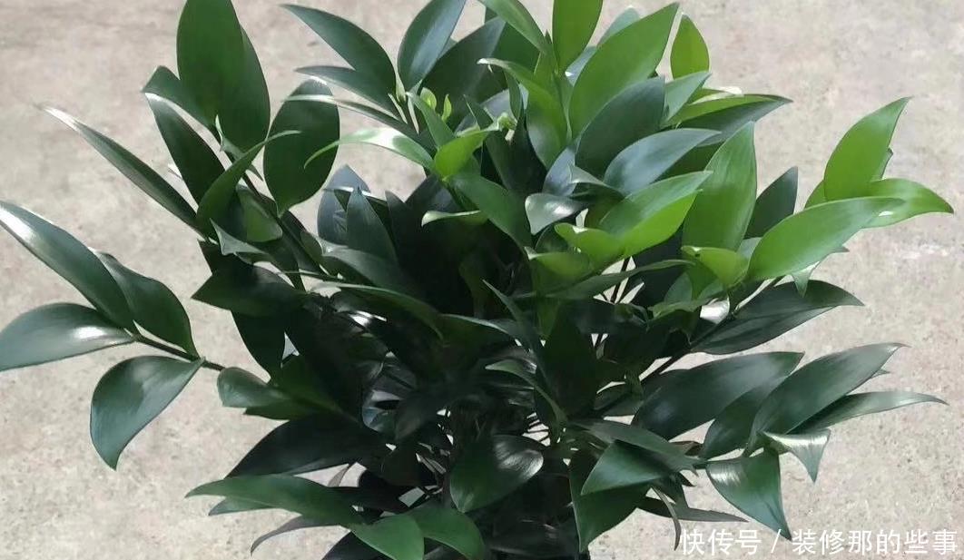 高手公认“最难养”的4款花卉，你家有吗？