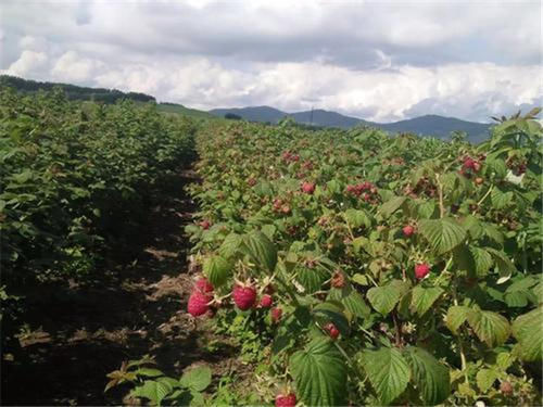 曾賣70元一斤，如今成種植騙局，山里遇到請珍惜，3月正當(dāng)季