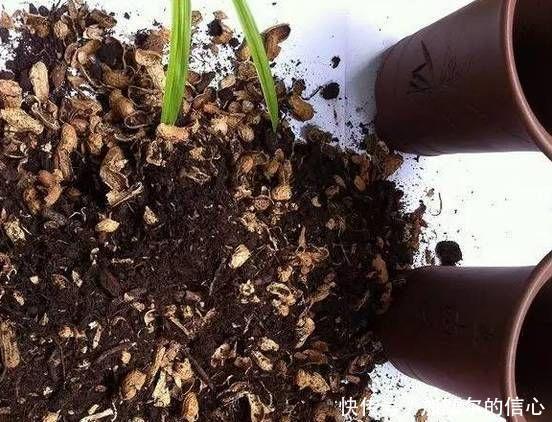 花生壳|4种垃圾家家都有，垫在花盆里，半年长出白菜根早看少吃亏