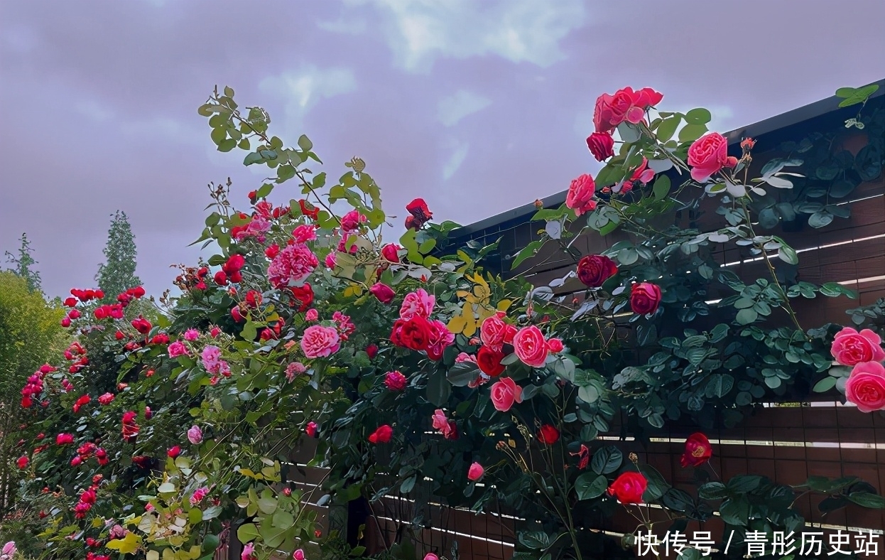 张馨予:“种花侍母”表孝心,母亲节前一天将一园子月季送给妈妈