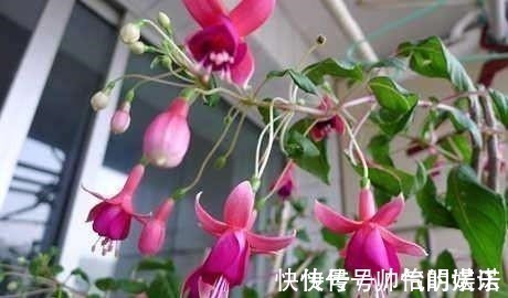 绿萝|比绿萝还漂亮的花,一个枝泡水里,10天长根,喜庆好看,一开99朵