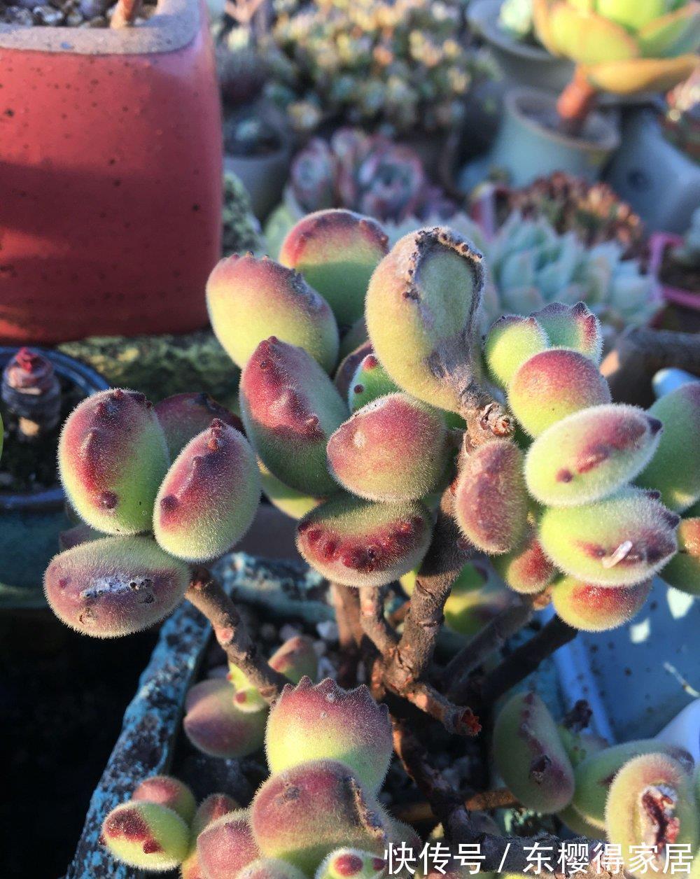 多肉|多肉熊童子竟然能养这么红，改变养法，咱也能养红熊
