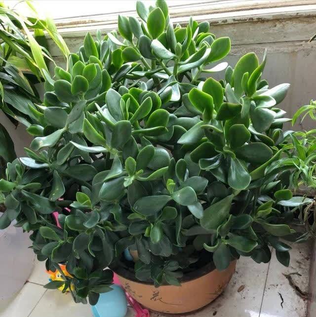 君子兰|发现5种“寿星花”,适合老人养,寓意好、颜值高,越养越值钱