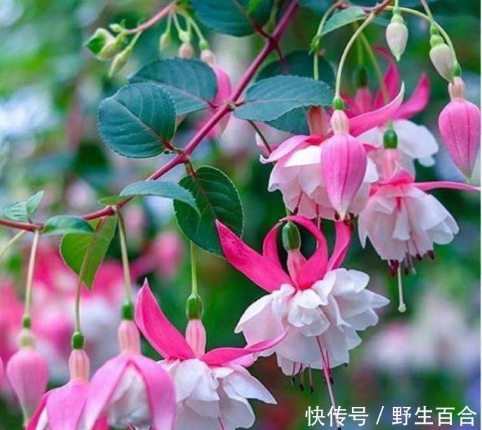 几种花漂亮又好养，比牡丹好看，花儿轻松开爆盆，适合阳台盆栽