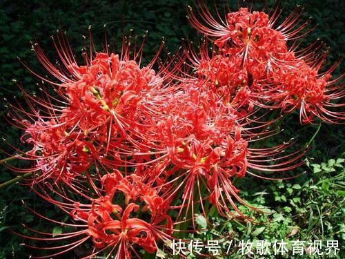 彼岸花|被名字耽误的2种花，颜色艳丽皮实好养，家里“老人”不喜欢