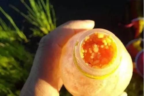 鲫鲤|泡酒米方法弄错全白搭！老钓鱼人压箱底的酒米配方，专钓鲫鲤