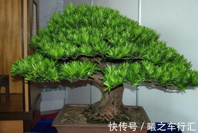 家里再小也要养的“镇宅花”，虽然很丑，但招财又进宝，寓意满满