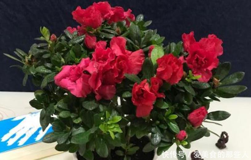 杜鹃花冬天室内有“四怕”,做错赶紧改正,让它叶子油绿不发黄!