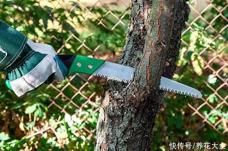 枝条|冬剪开始了,月季看见这种枝,就要赶紧剪