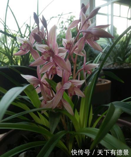 长势|手指扎根刺,用针挑太痛苦,学会这个小妙招,让刺自动跑出来