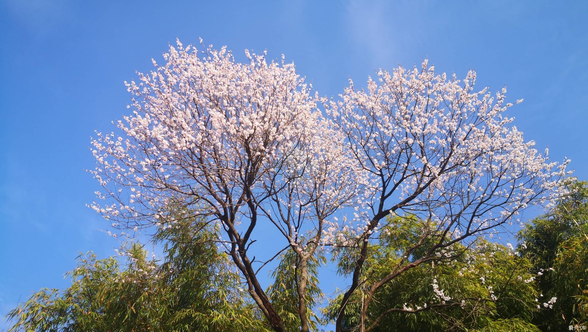 柳树未绿，杏花己开。。。