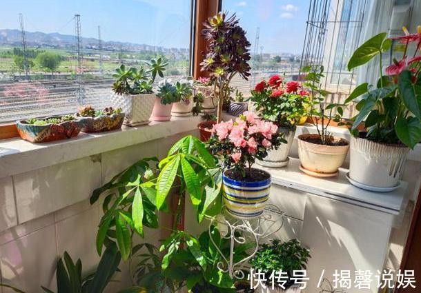 新人养花想得心应手,需注重3个小技巧,掌握到位养啥花都不难