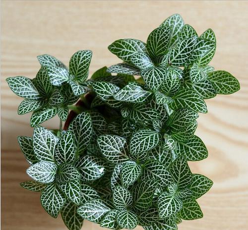 这些花不用太多光，放在家里的阴处养，开花大朵真漂亮