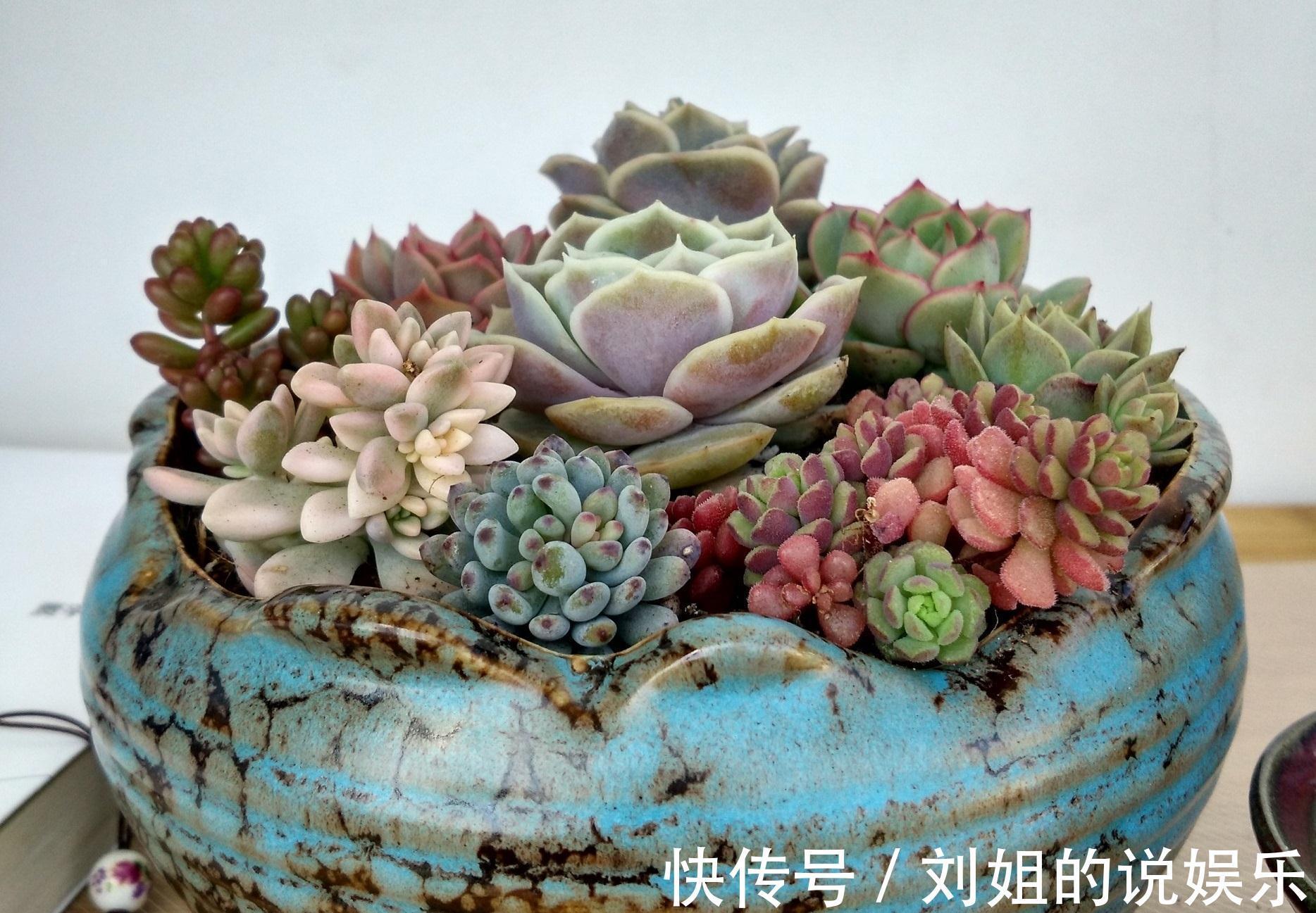 怎样让您的多肉尽快度过危险的服盆期