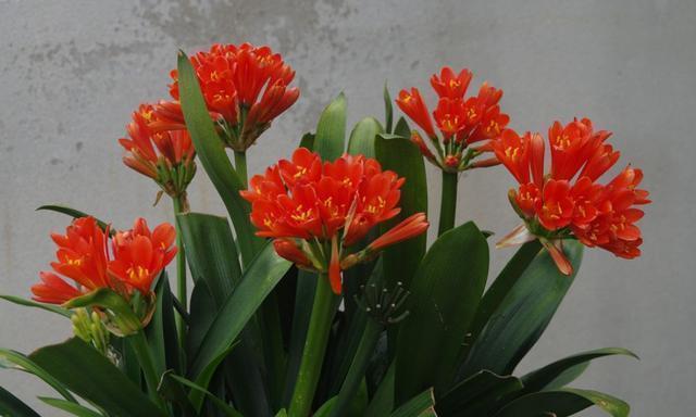 王大爷园土养几十盆君子兰,一周一次“黑水”,叶子油亮年年开花