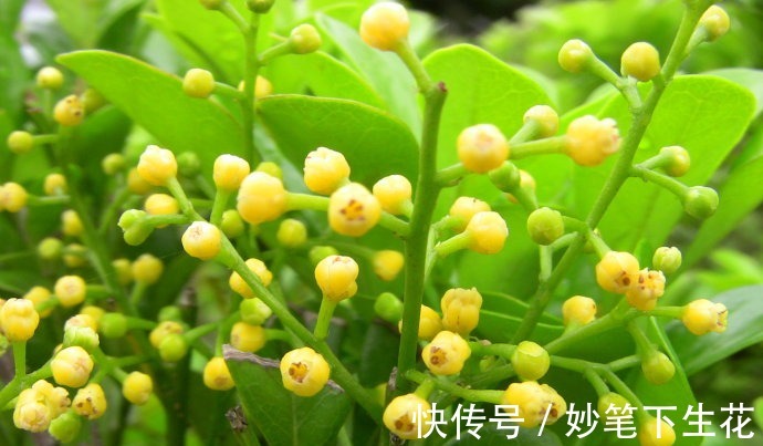 叶片|米兰花叶片发黄和脱落有哪些,知道这些后来看看吧!